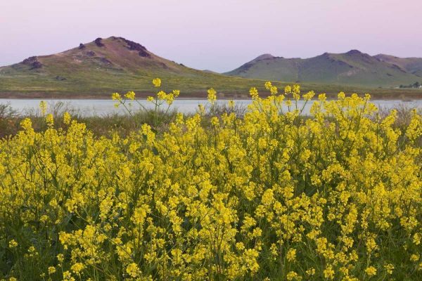 CA, Porterville Spring scenic with Lake Success